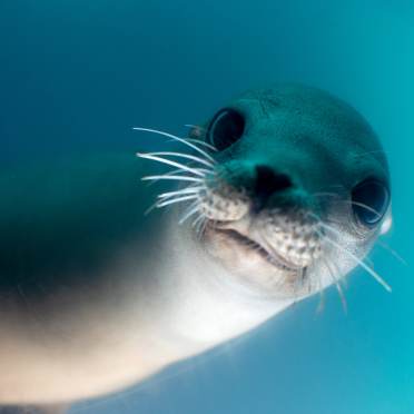 A young seal's face under water