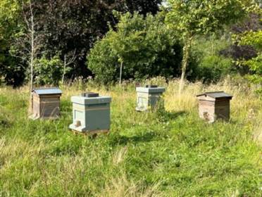 Audley Chalfont Dene Buckinghamshire honey beehives