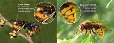 Protecting local bees against Asian Hornets