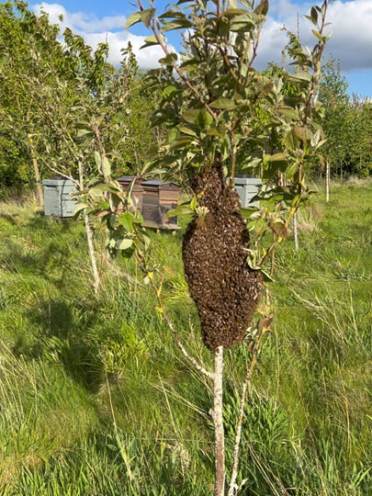 Chalfont Dene bees swarm to keep warm in winter