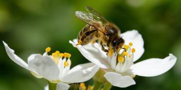 Honeybee on flower, credit: Adobe stock